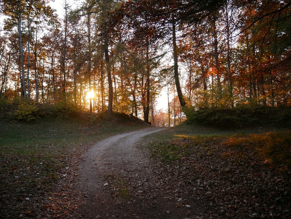 pathway between trees