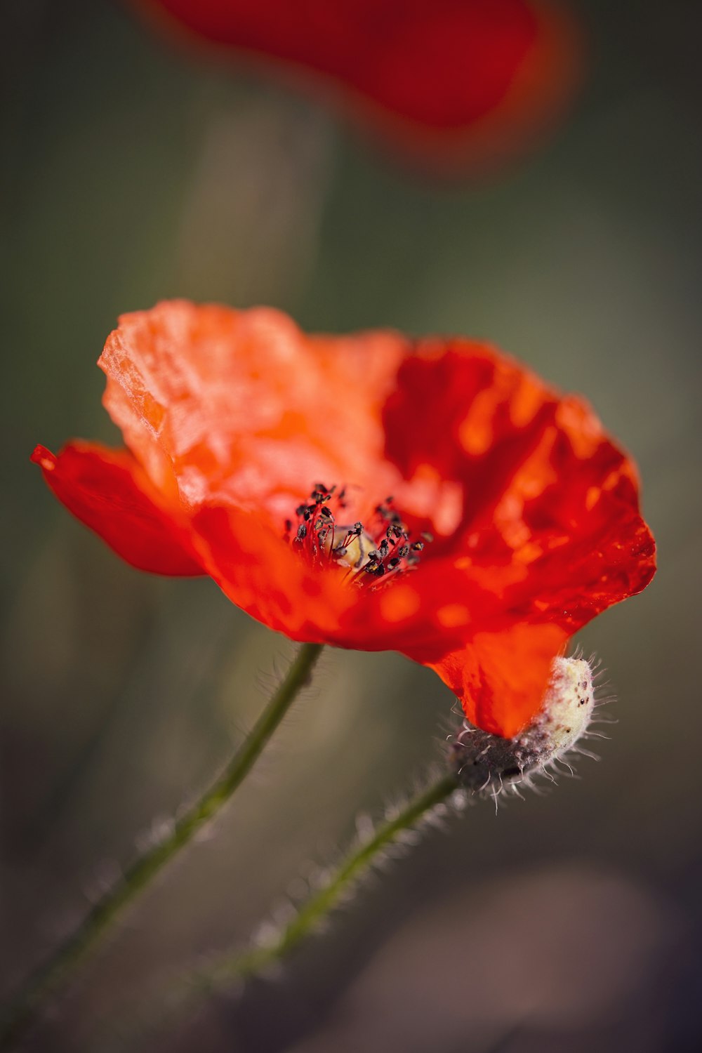 orange flower