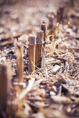 Close-up of fresh harvested crops ready for transport
