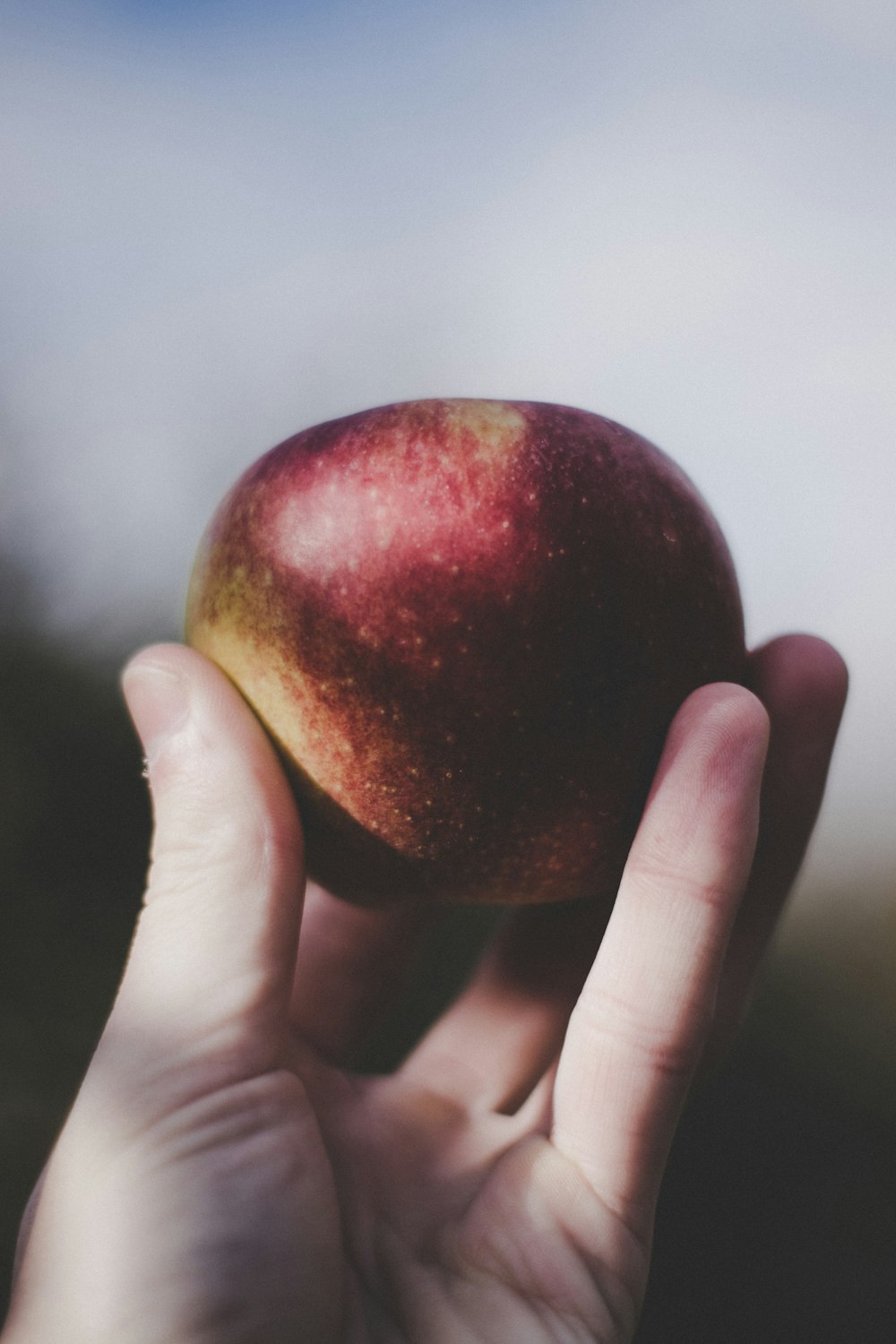 person holding red apple fruit