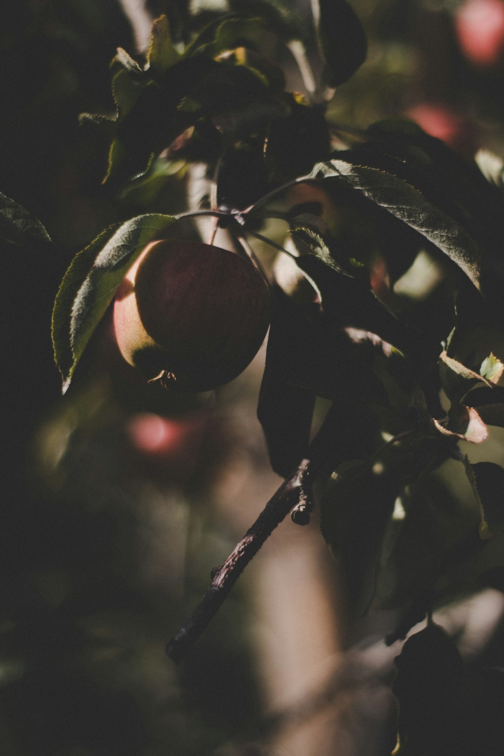 selective focus photography of fruit