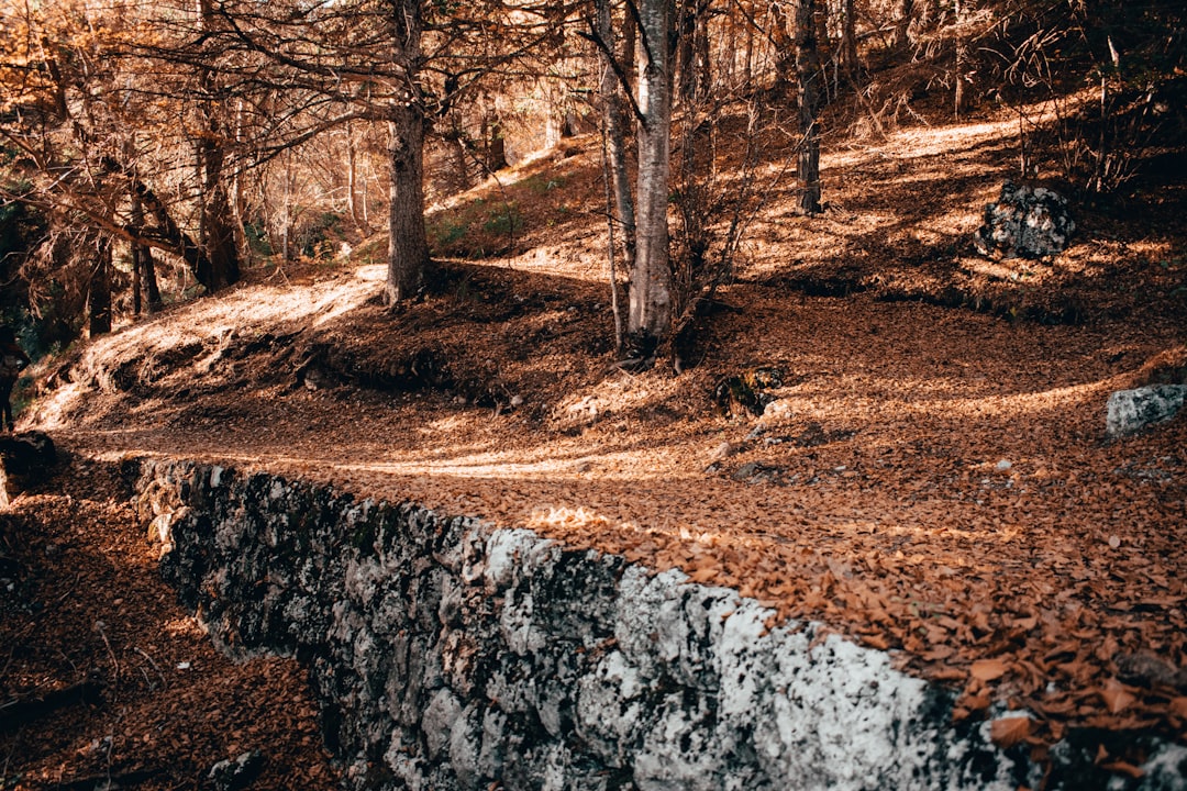 Forest photo spot Molveno Lake of Carezza