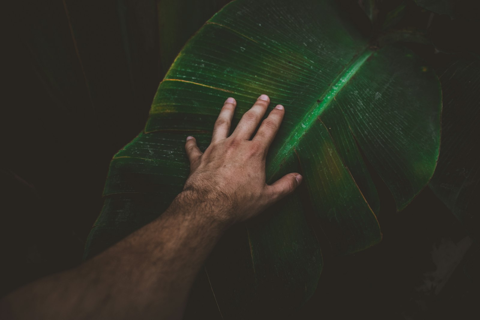 Canon EOS 200D (EOS Rebel SL2 / EOS Kiss X9) + Canon EF-S 18-55mm F4-5.6 IS STM sample photo. Person touching banana leaf photography