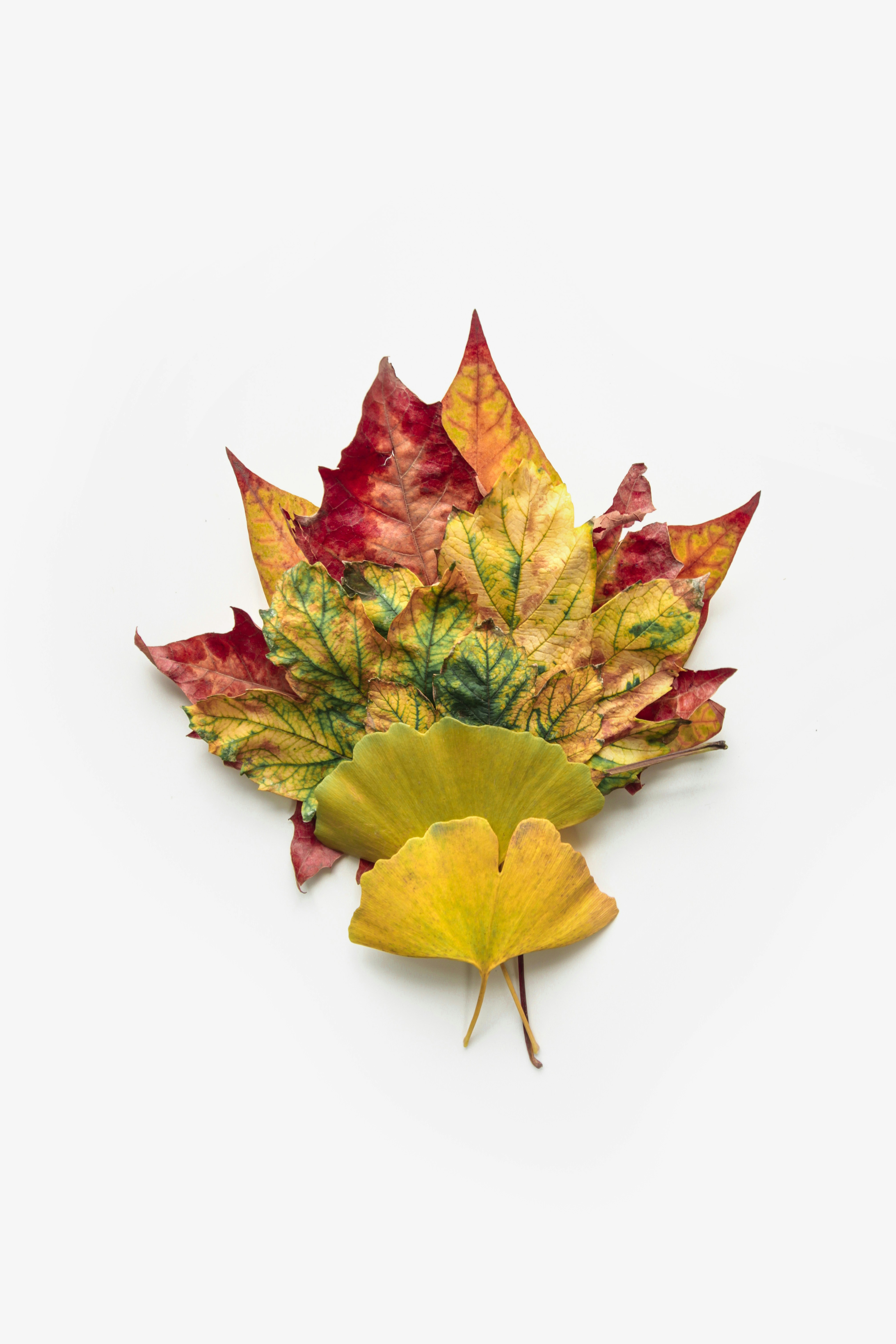 maple and ginkgo leaves