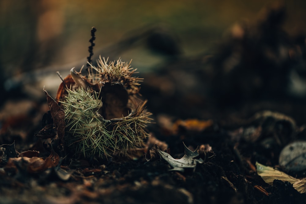 dried leaves on the ground