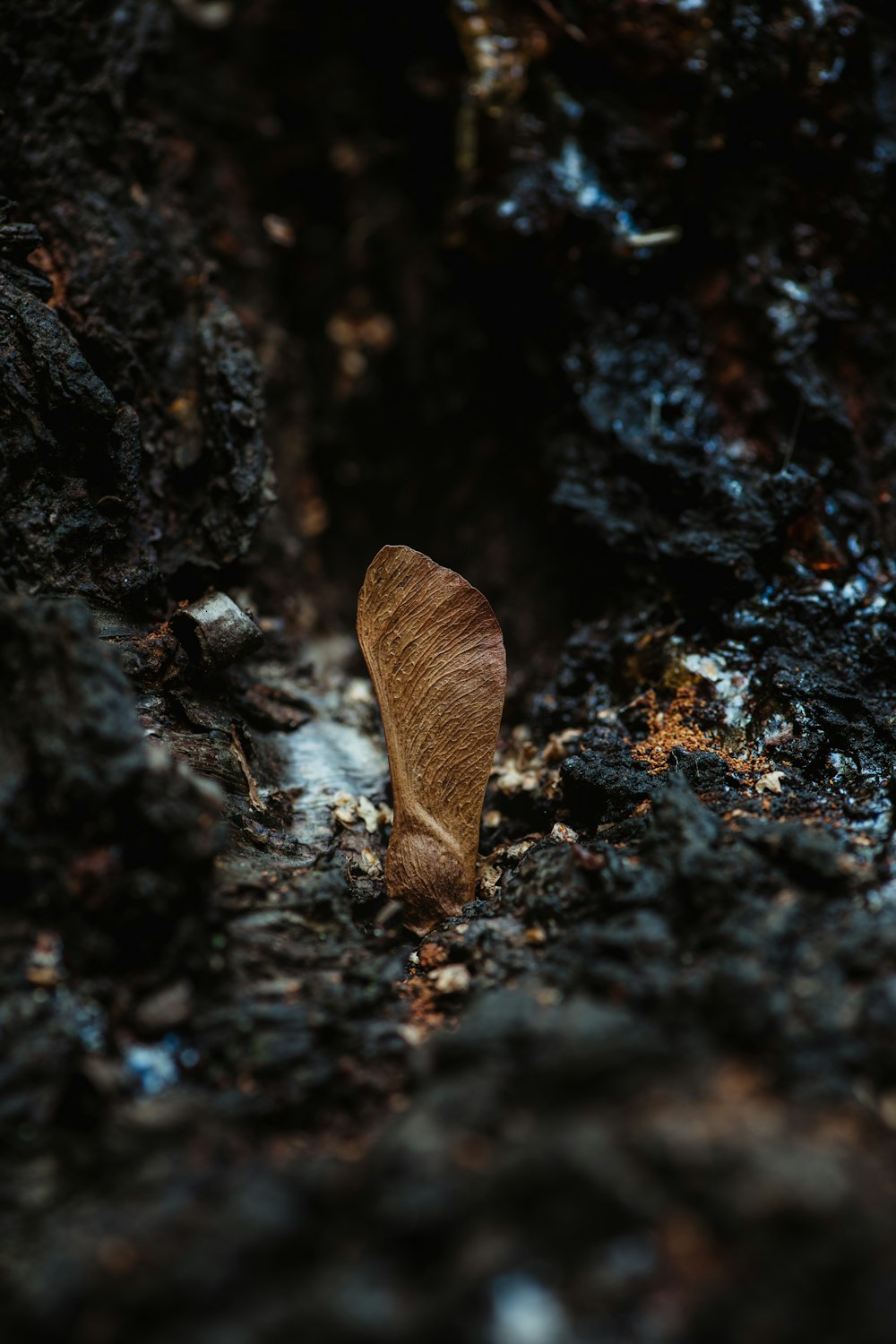 selective focus photography of brown plant