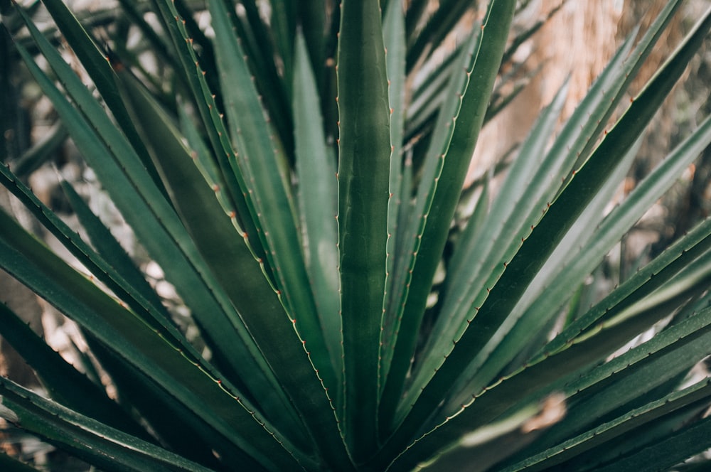 closeup photo of green plant