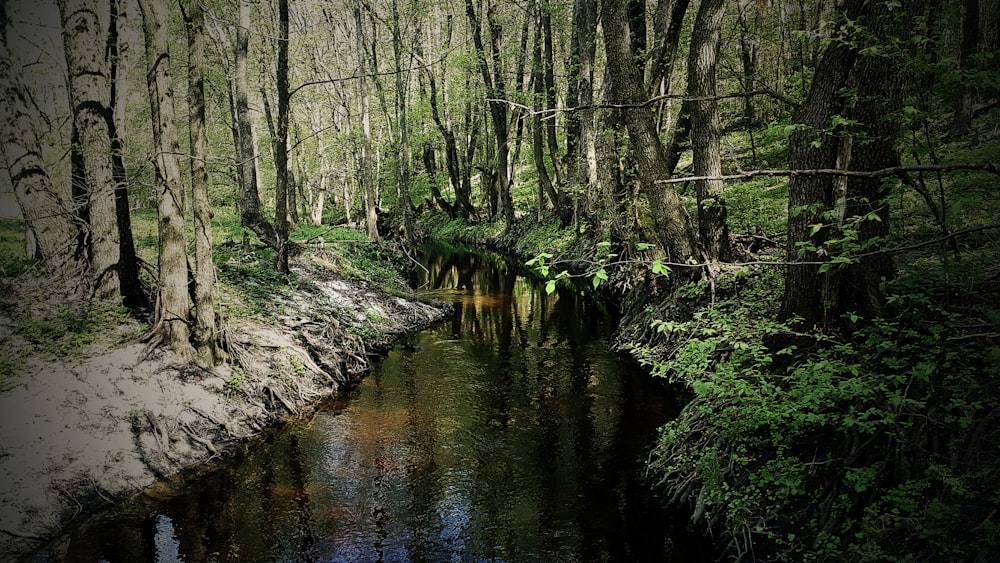 green trees near lake