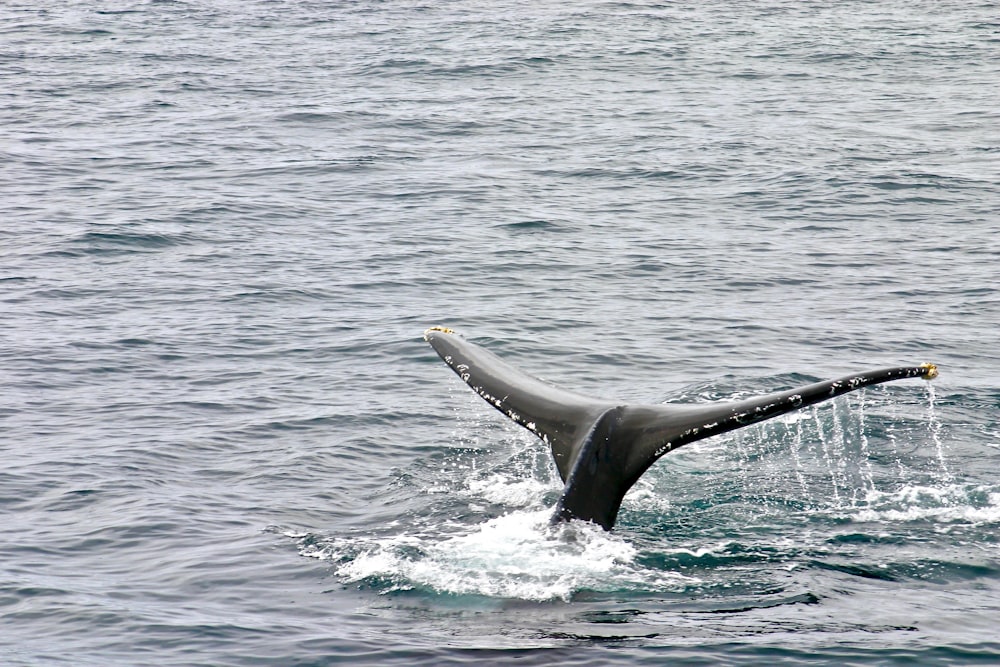 whale on ocean