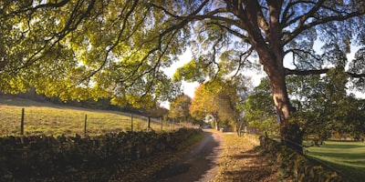 dirt pathway between wall and treres remote google meet background