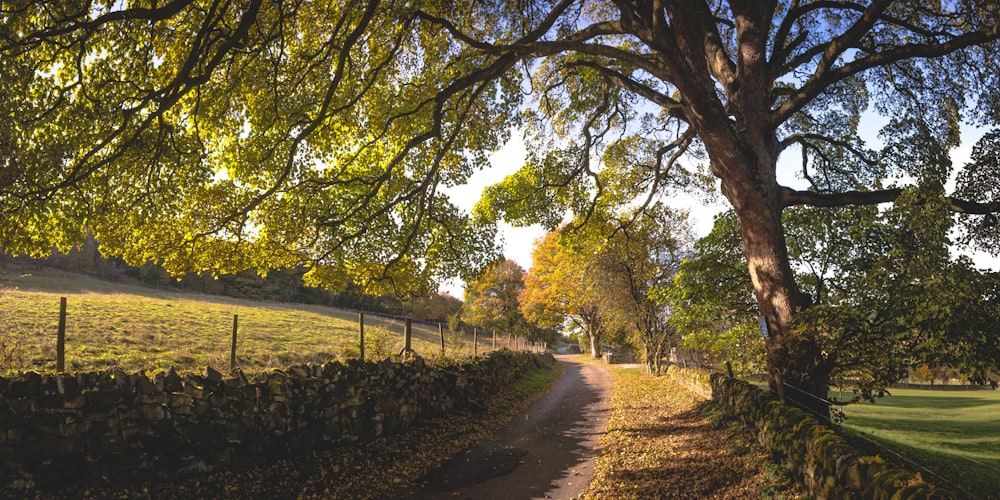 dirt pathway between wall and treres