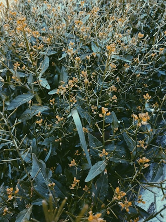 A dense cluster of green leaves interspersed with small, bright yellow flowers. The scene appears lush and vibrant, suggesting growth and natural abundance.