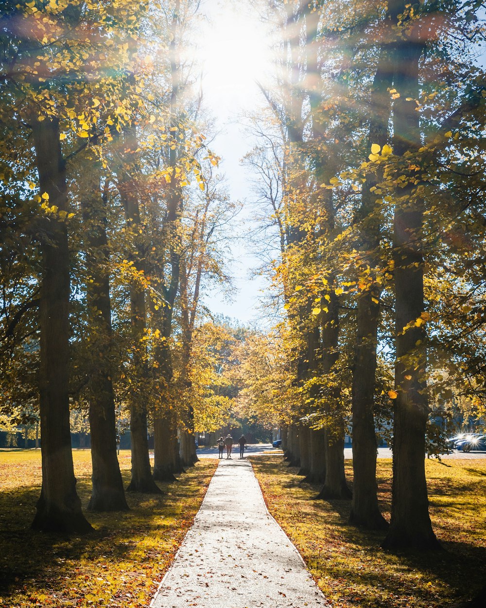 sun shining on trees