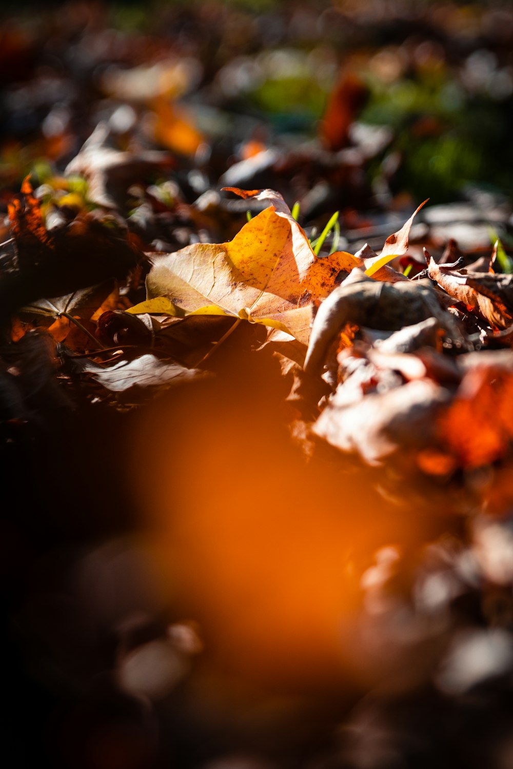 Flachfokusfotografie von getrockneten Blättern