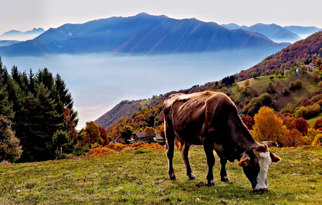 Highland photo spot Lanzo d'Intelvi Pizzo Tre Signori