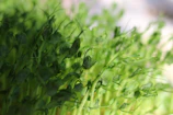 Bright green pea shoots stretching upwards in a clean indoor farm setup.