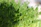 Close-up of fresh pea shoot microgreens in a rustic kitchen setting.