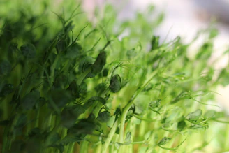 Bright trays filled with lush green pea shoots ready for harvest.