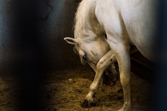 A white horse stands in a dimly lit enclosure with a slightly arched neck and a relaxed demeanor. The texture of the horse's coat is visible, and it appears to be in a stable or barn setting with muted, earthy tones on the walls and ground.