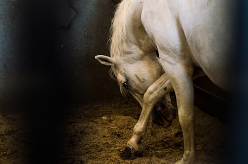 A white horse stands in a dimly lit enclosure with a slightly arched neck and a relaxed demeanor. The texture of the horse's coat is visible, and it appears to be in a stable or barn setting with muted, earthy tones on the walls and ground.