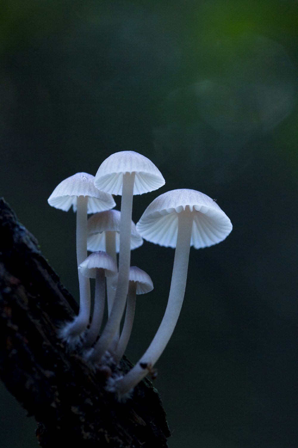 white mushrooms