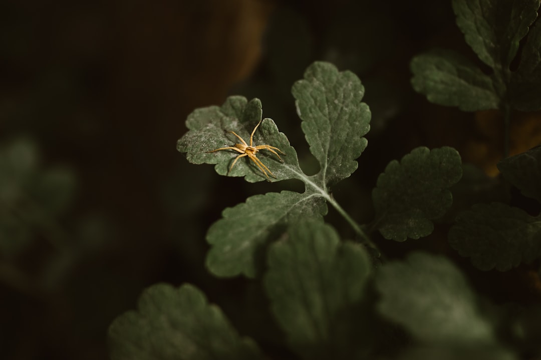 brown spider on green leaf