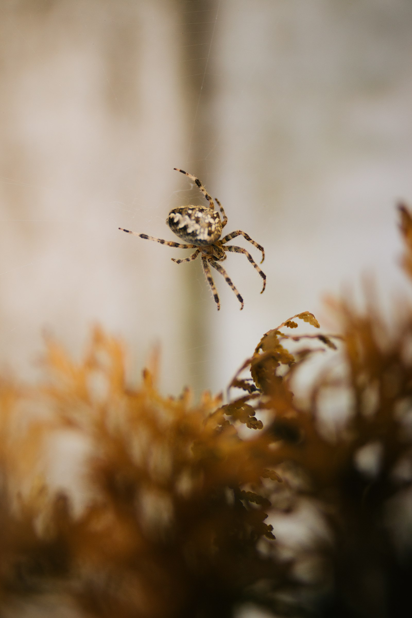 Sigma 20mm F1.4 DG HSM Art sample photo. Brown and black spider photography