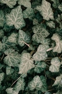 green plant