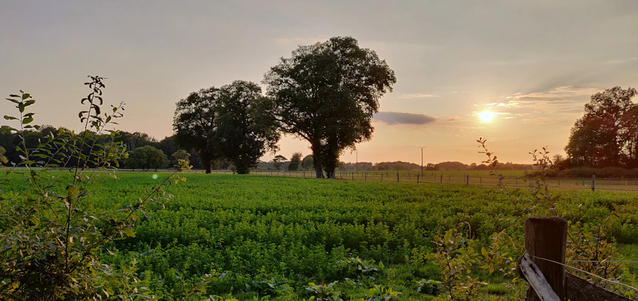 A peaceful rural farm landscape at sunrise with a rustic wooden fence and green fields.