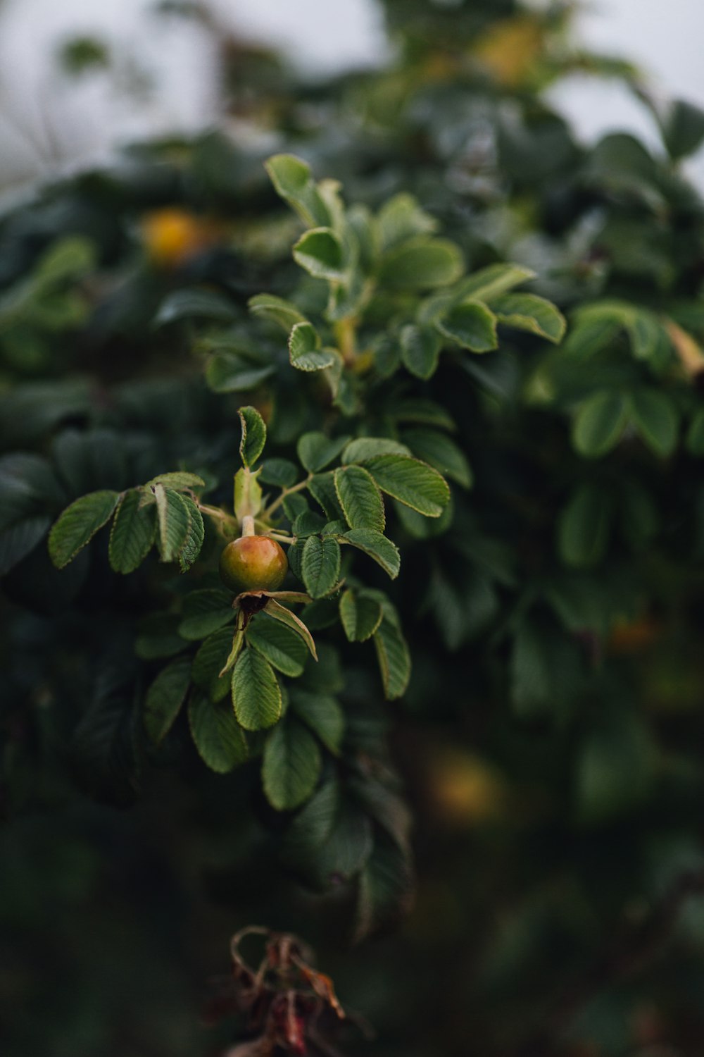 green leaf plant