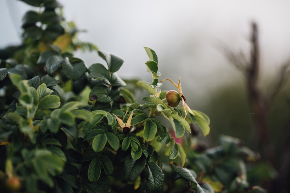 green-leafed plant