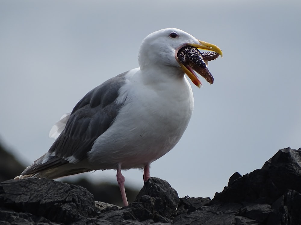 white bird catching some food