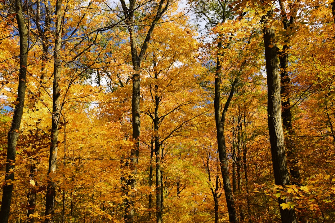 Temperate broadleaf and mixed forest photo spot Hilton Falls Trail Hamilton