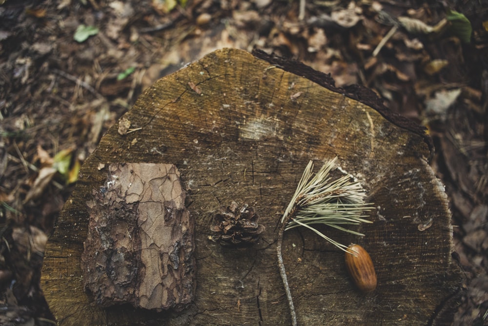 a piece of wood with a pine cone on it