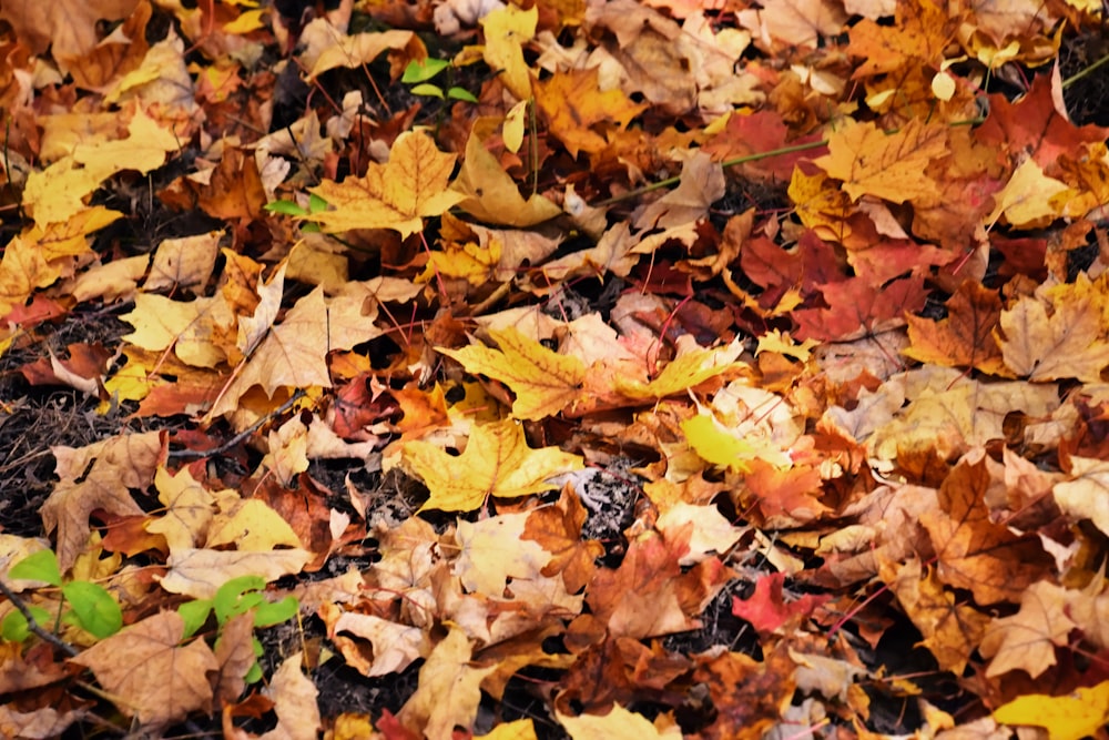 dried maple leaves