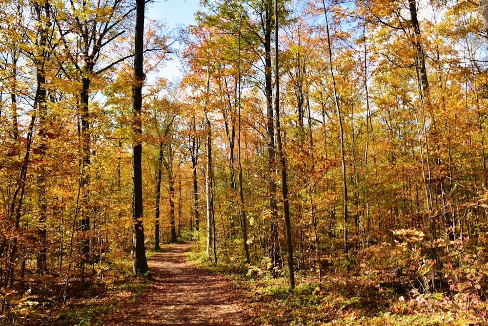 clear pathway in the forest during daytime