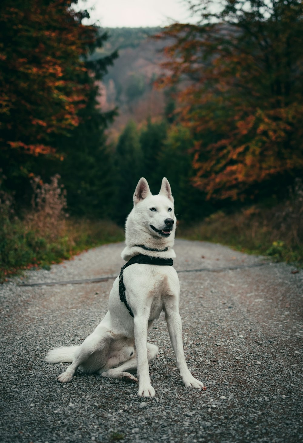 dog sitting on the road