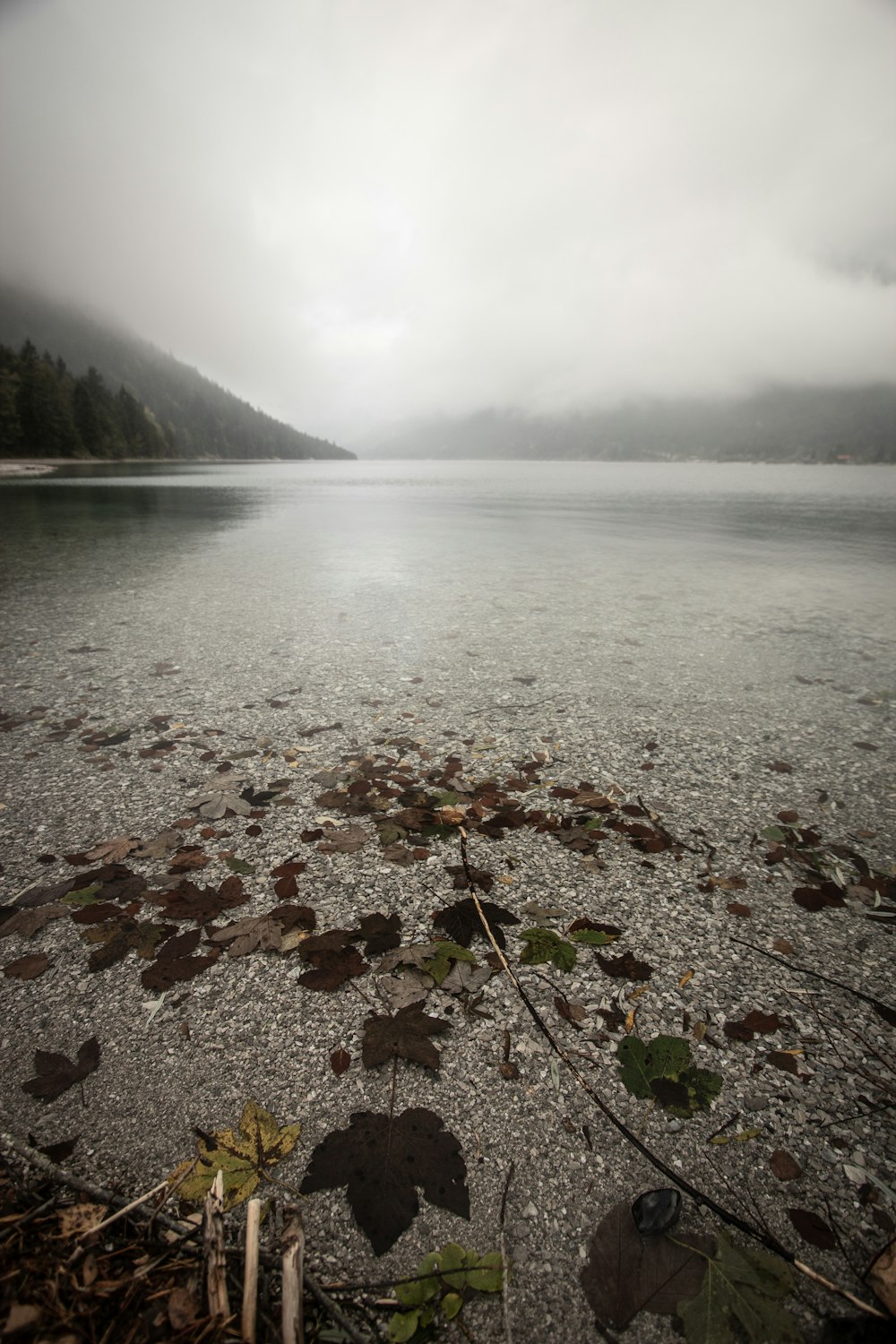 brown leaf near seashore under white sky