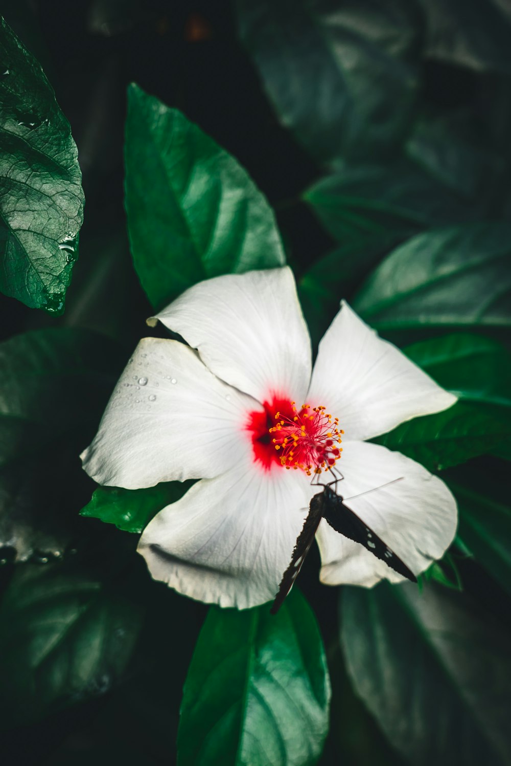 white and red flower