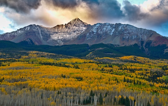 green forest in Telluride United States