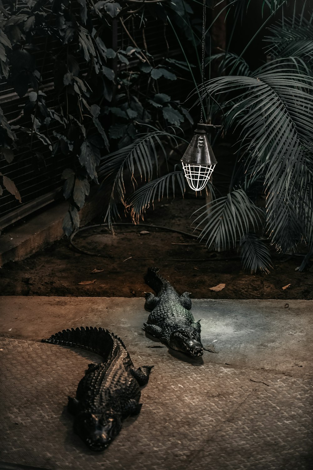 dois crocodilos pretos no chão marrom