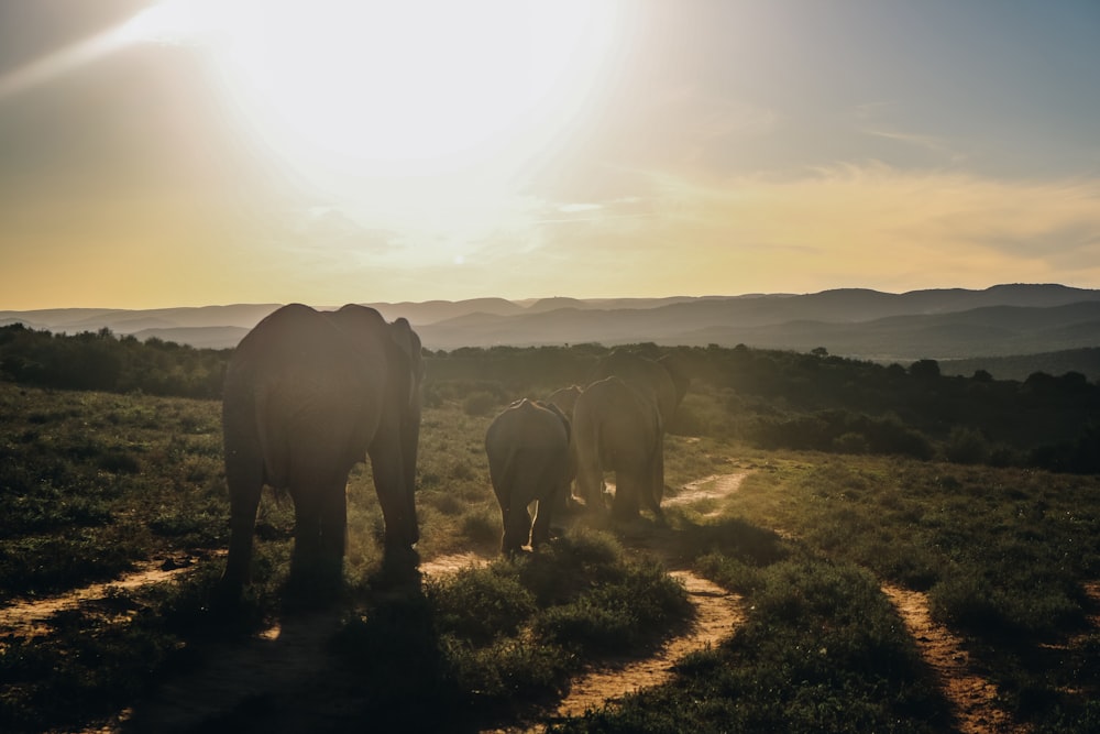 a group of elephants walking across a lush green field