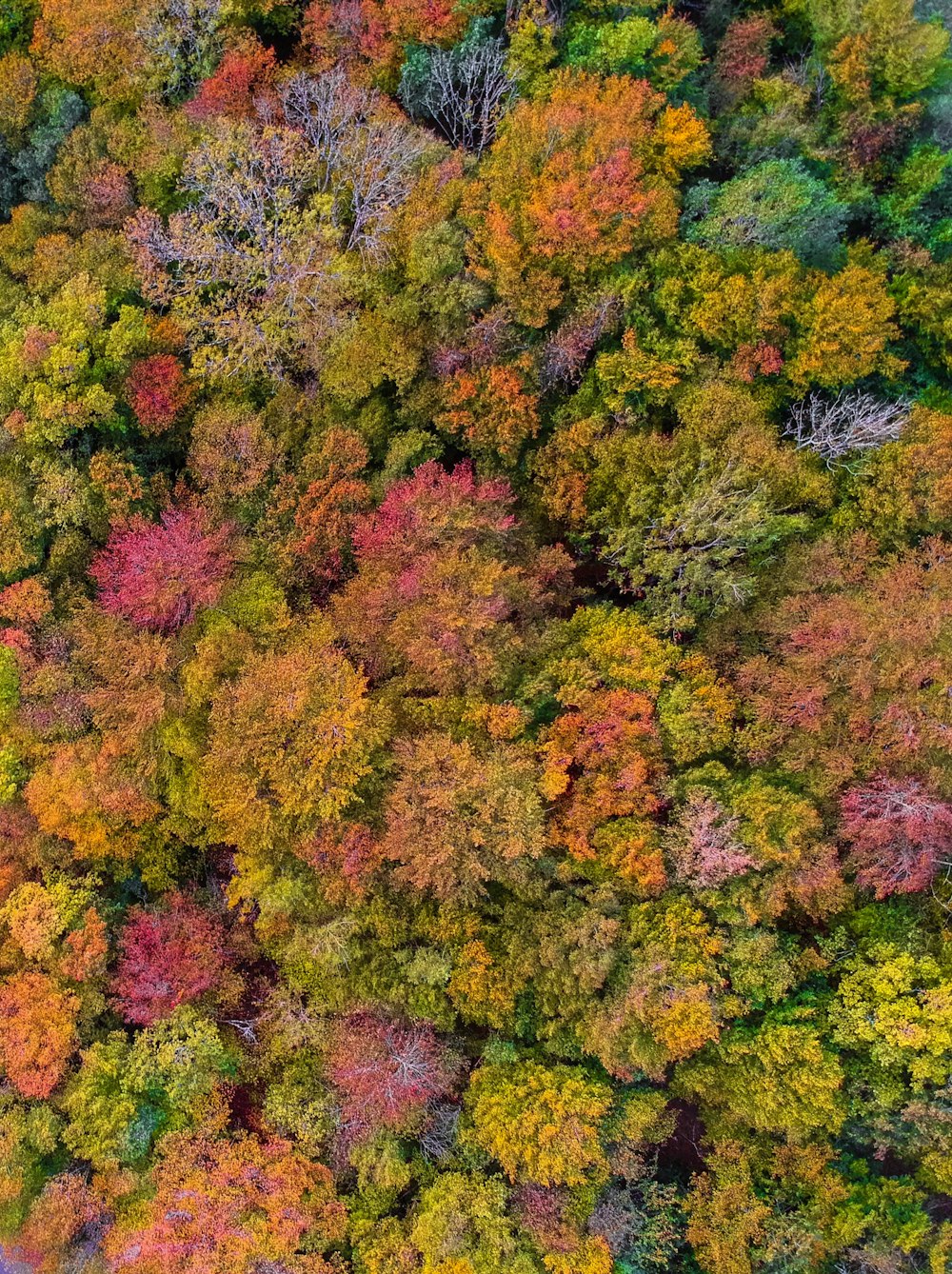 aerial photography of trees