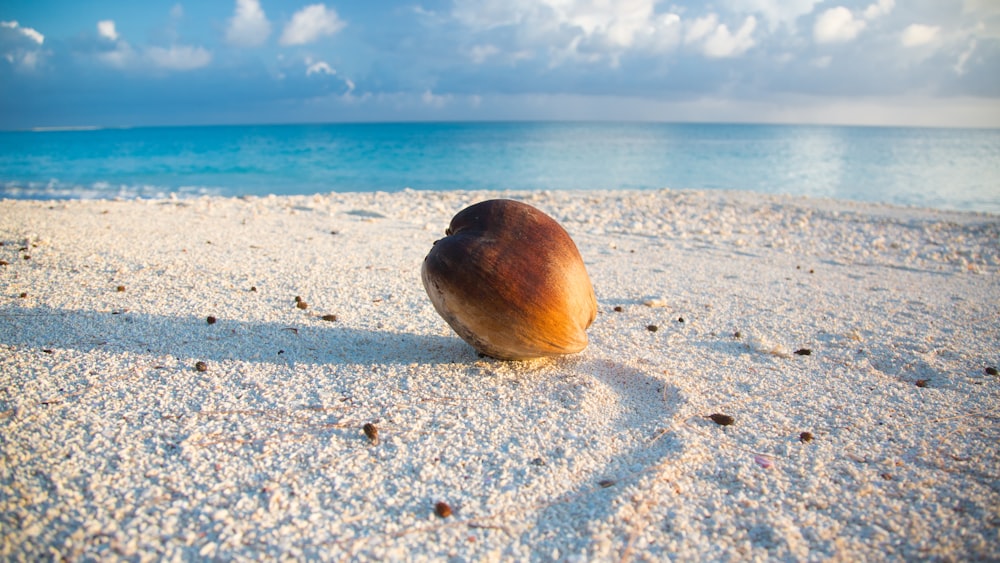 brown coconut on white sand near sea close-up photography