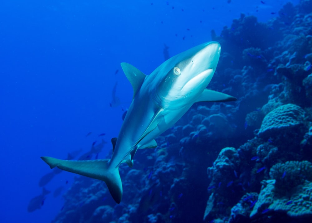 underwater shark