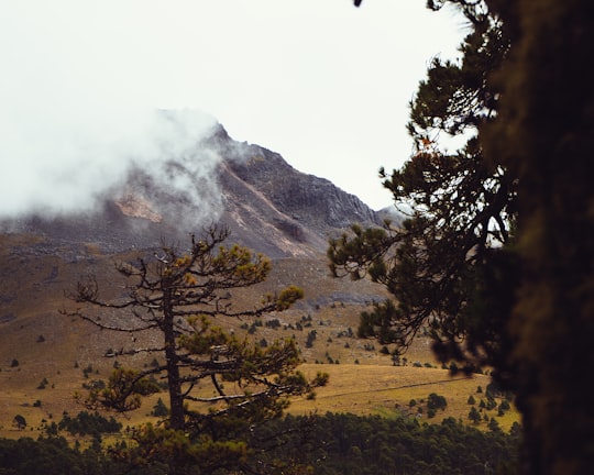 trees near mountain in Nevado de Toluca Mexico