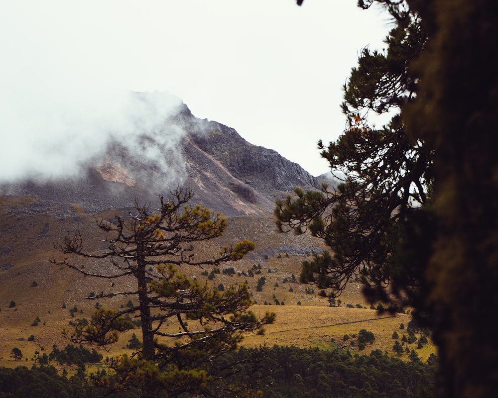 trees near mountain