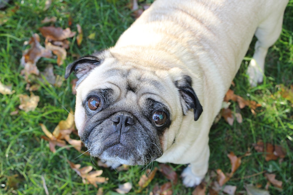 pug fawn