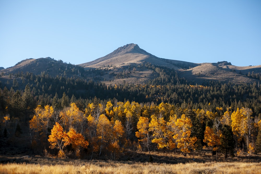 green and yellow trees during daytime