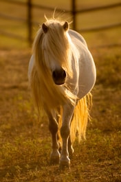 white horse inside barn